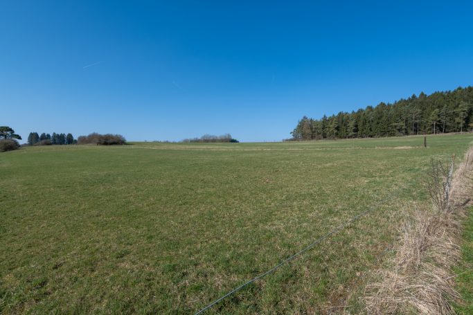 Grünes Feld unter klarem, blauem Himmel, umgeben von Bäumen im Hintergrund.